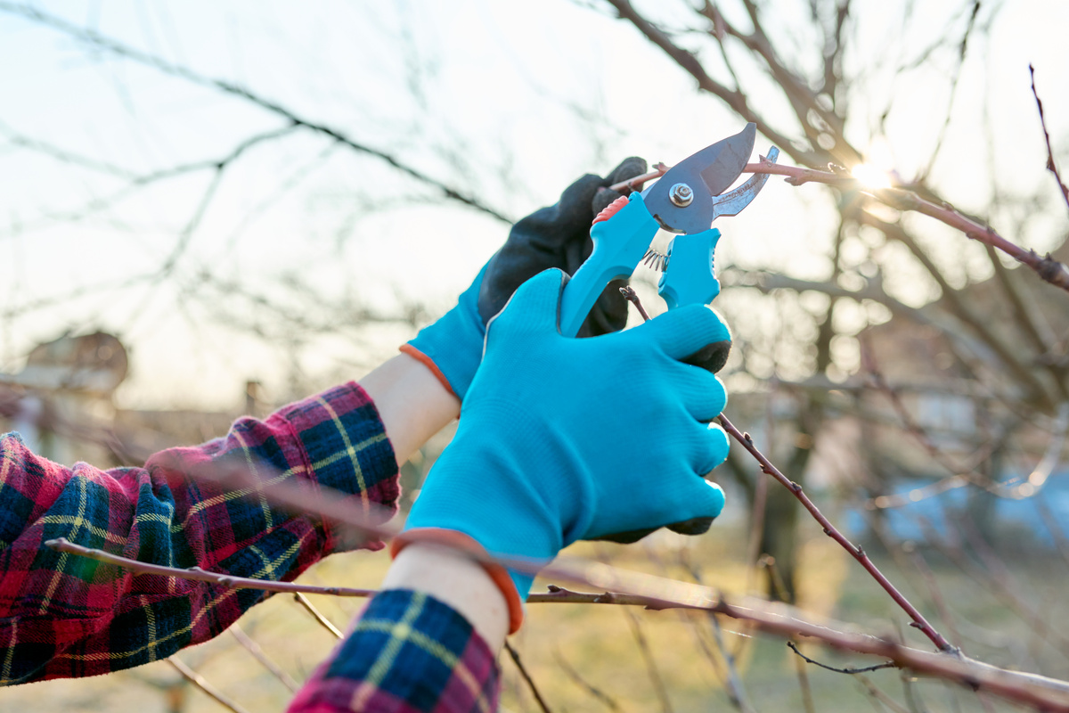 Spring Seasonal Gardening, Pruning Fruit Trees with Pruning Shears